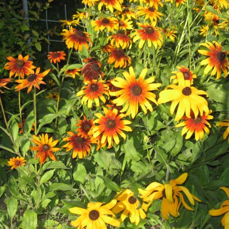 Rudbeckia